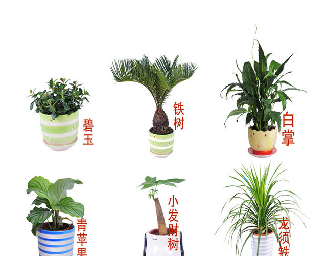 植物平面盆栽灌木绿植