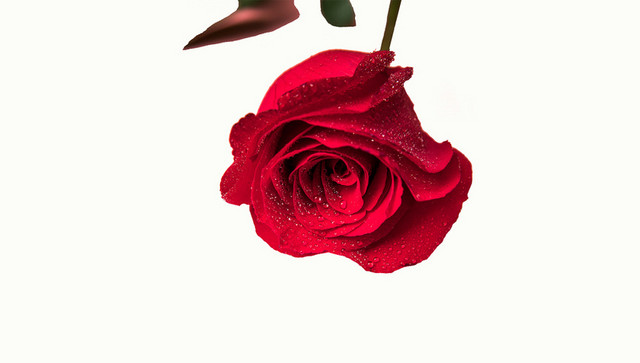 玫瑰花