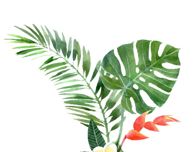 龟背竹棕榈树旅游户外运动植物素材
