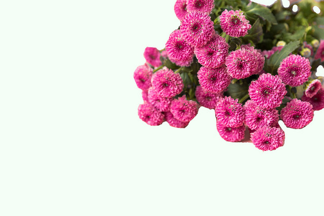 菊花