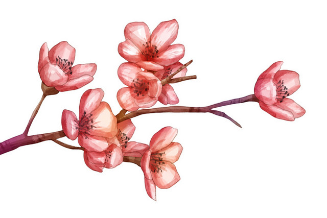 树枝花枝春天踏青日本樱花花朵花瓣花卉树叶树枝PNG元素