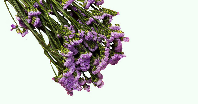 薰衣草