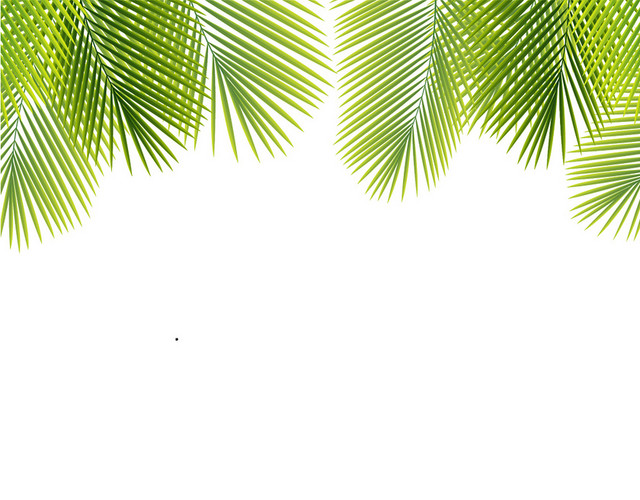 棕榈叶热带植物树叶素材