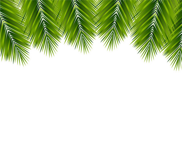 棕榈叶热带植物树叶素材