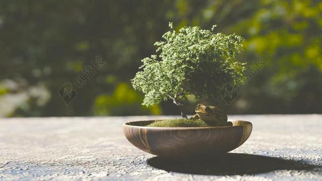 摄影自然躲在盆景后乘凉的青蛙背景图片
