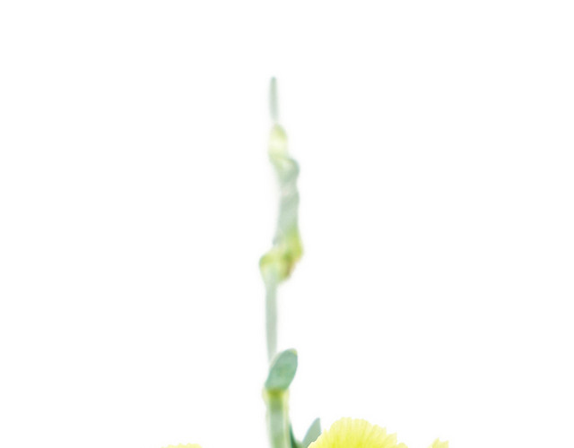 黄色康乃馨花朵素材