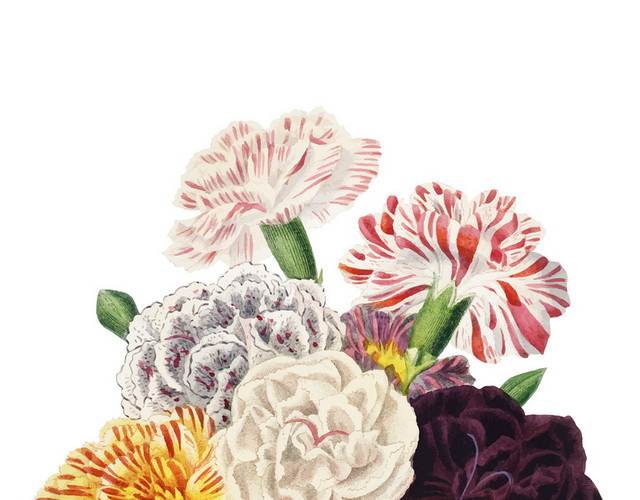 康乃馨多色手绘花朵素材
