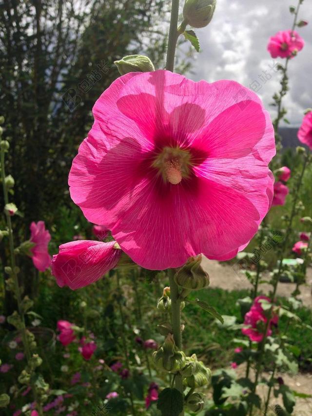 植物 花 格桑花