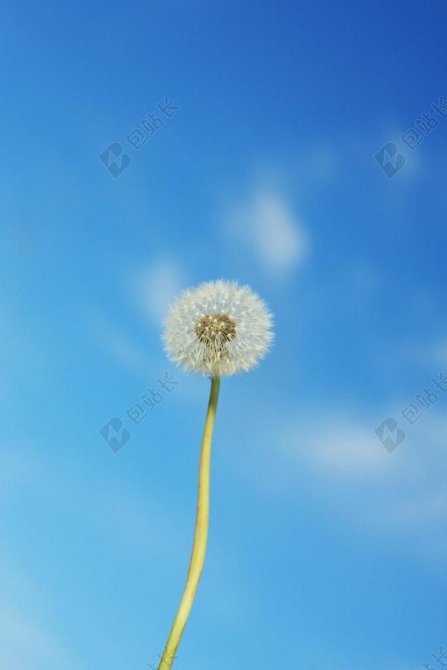 植物唯美蒲公英种子背景图片