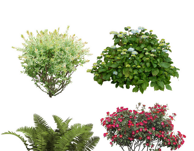 花草树木
