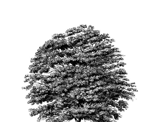 植物平面景观植物景观灌木树素描素材