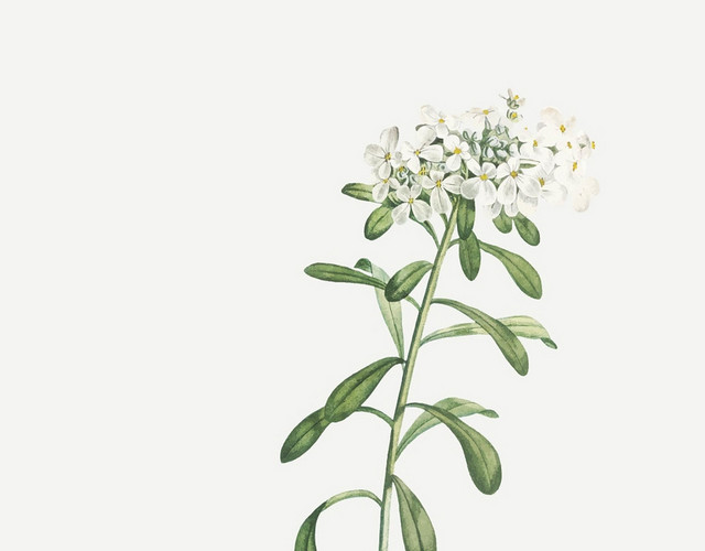 植物平面景观植物景观灌木树素材