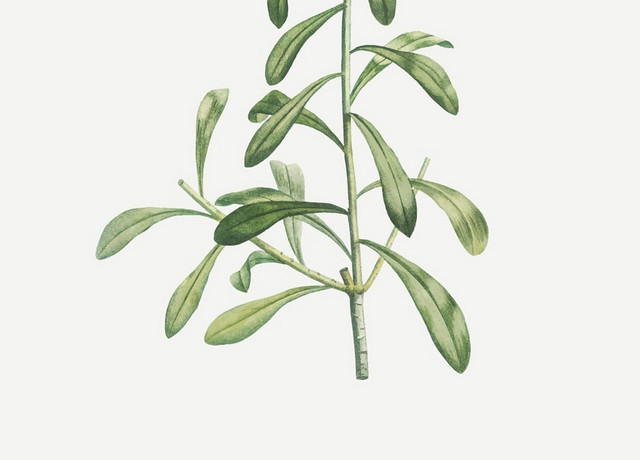 植物平面景观植物景观灌木树素材