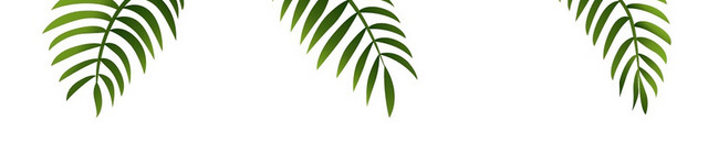 植物平面景观植物植物植物树叶树素材