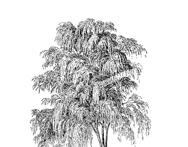 植物平面景观植物景观灌木树素描素材