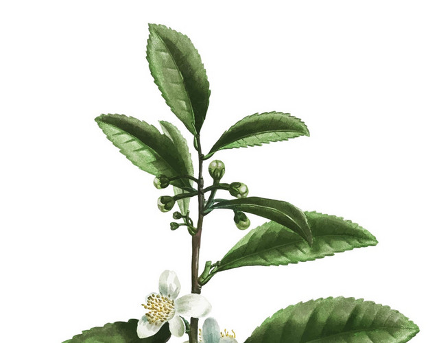 植物平面景观植物景观灌木树素材