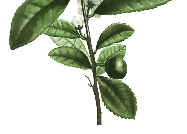 植物平面景观植物景观灌木树素材