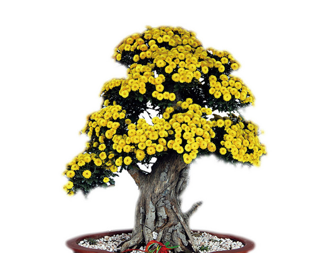 景观植物黄花树植物盆栽盆景矢量素材