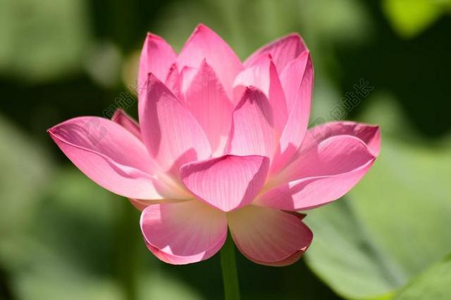 水中百合 粉色 花卉