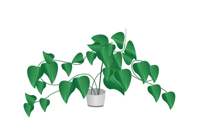 景观植物绿萝植物盆栽盆景矢量素材