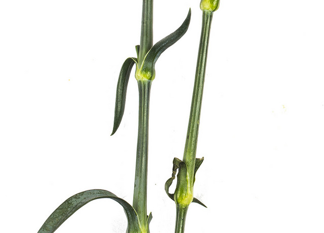 康乃馨鲜艳花朵素材