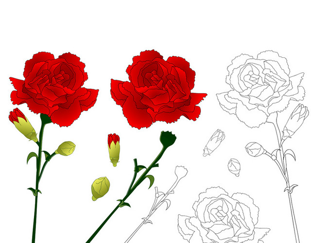 红色康乃馨黑白手绘花朵素材