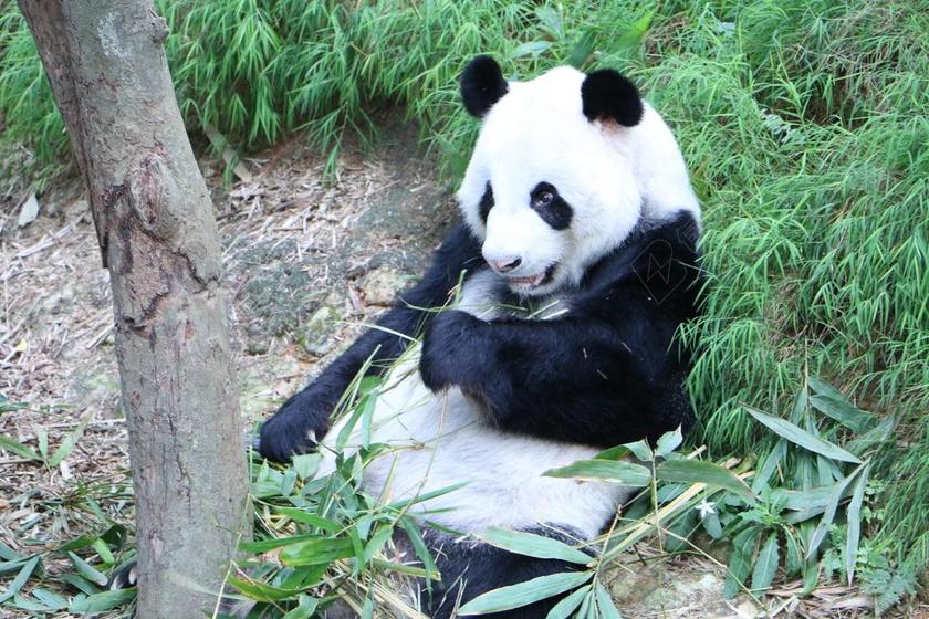 熊猫 濒危 熊 中国 竹