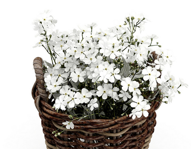 白花植物盆栽盆景矢量素材