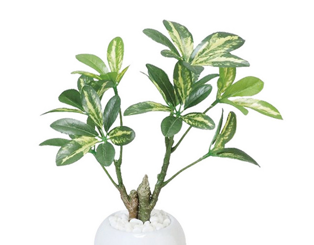 景观植物灌木万年青植物盆栽盆景矢量素材