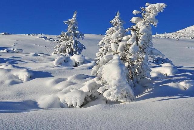 旅游自然白雪覆盖的树木开始融化背景图片