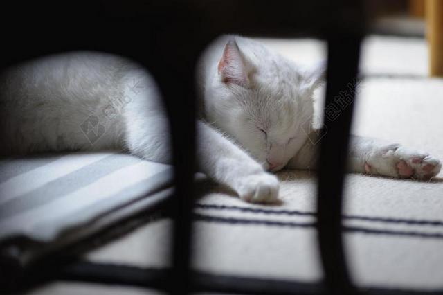 摄影清新固体只白色的猫背景图片