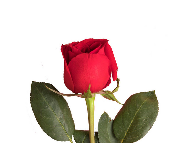 鲜花玫瑰花情人节浪漫芬芳节日PNG素材