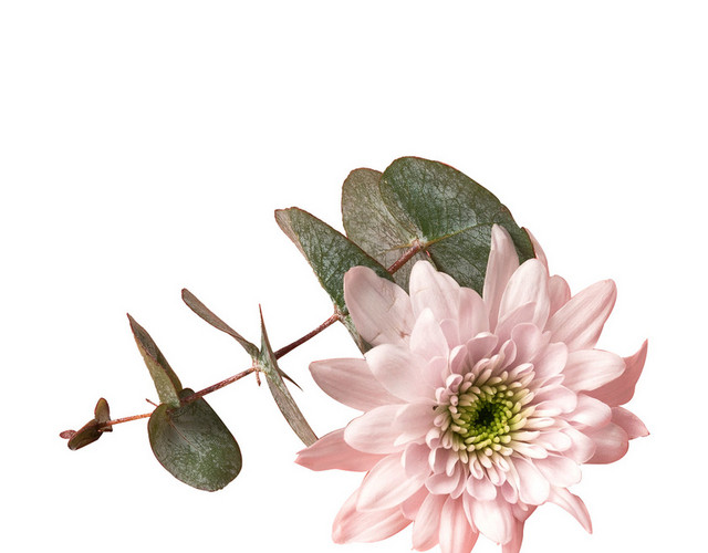 鲜花花语粉色浪漫芬芳情人节PNG素材