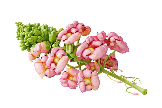插花植物盆栽盆景矢量素材