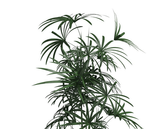 绿色植物盆栽盆景矢量素材