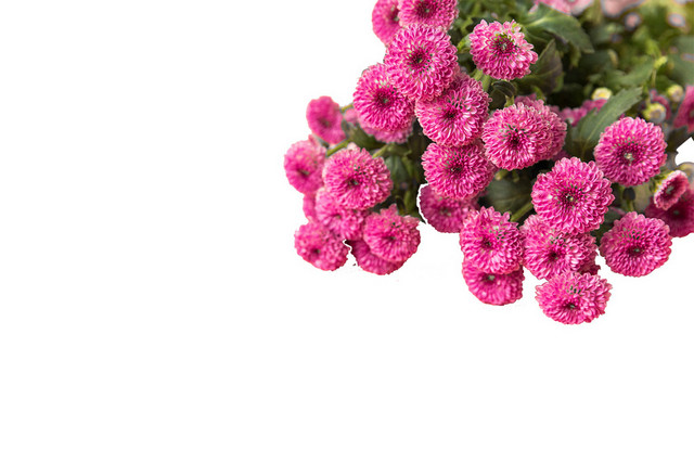 鲜花花语粉色浪漫芬芳情人节PNG素材