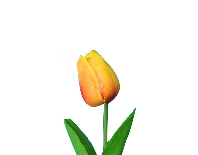 鲜花郁金香花语浪漫芬芳情人节PNG素材