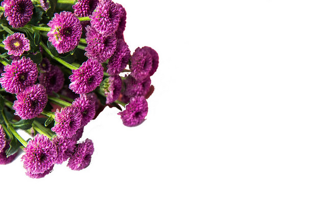 鲜花花语雏菊情人节PNG素材