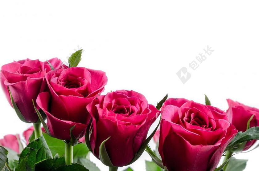 花 鲜花 玫瑰 爱 装修 自然 记得 礼物 背景 叶子