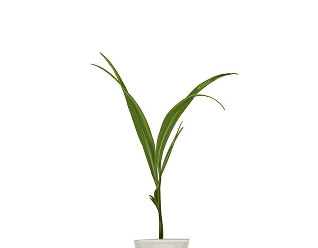 卡通盆栽植物