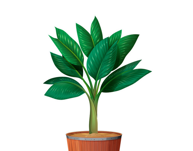 卡通绿植盆栽
