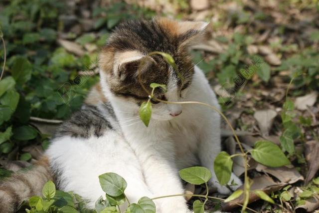 阳光 猫咪 爪子