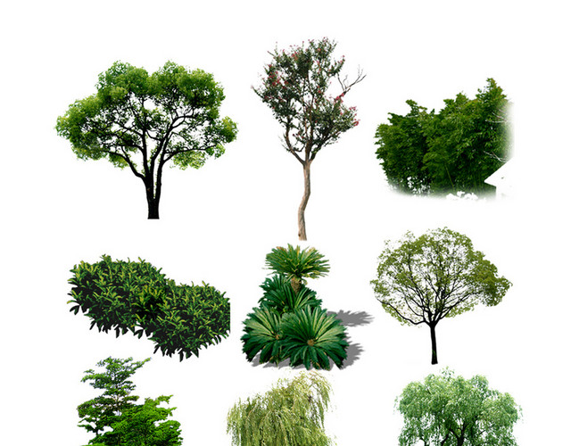 园林景观灌木植物绿树小清新灌木