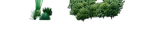 园林景观灌木植物树木景观园林小清新
