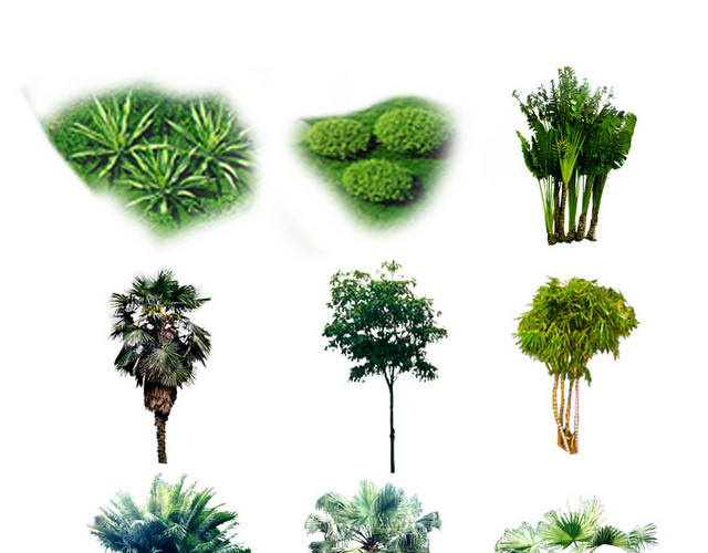 园林景观灌木树木植物园林景观