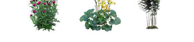园林景观灌木树木植物小清新花