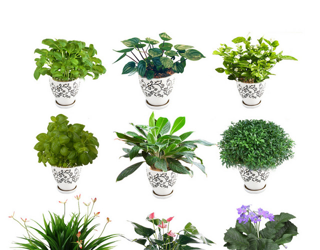 园林景观灌木盆栽植物绿色