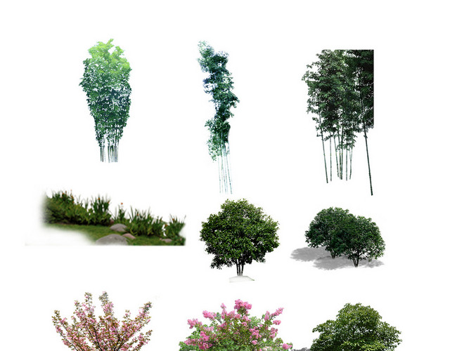 绿色立面树植物