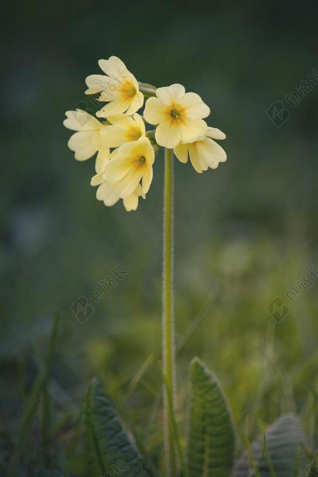 摄影自然黄花九轮草的花语背景图片