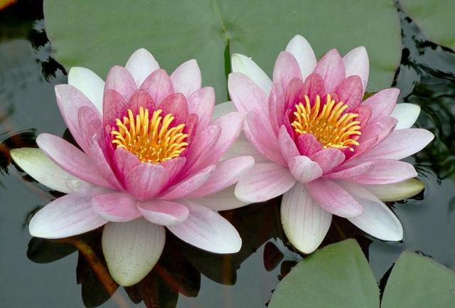 百合 莲花 浮动 睡莲 自然 水百合 花 水 池 户外
